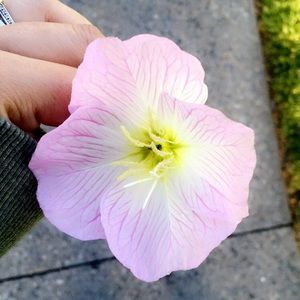 Meet your Posher, Victoria